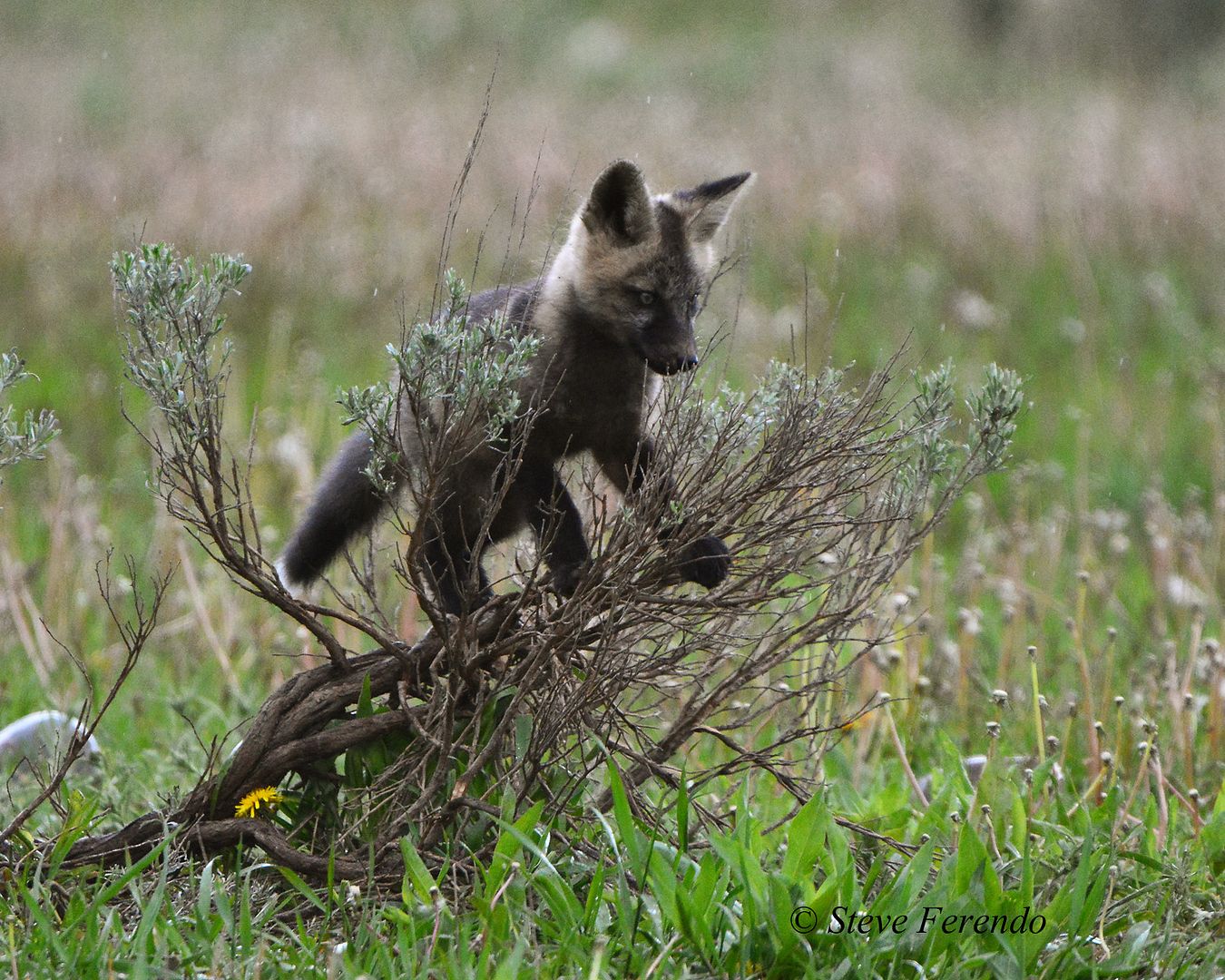 frolicat fox den